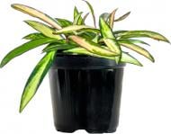 Растение Хойя Wayetti 12x15 см