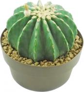 Кактус 12x20 Ferocactus glaucescens inermis