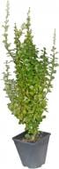 Саженец MegaPlant Барбарис Тунберга Erecta 30-50 см C2
