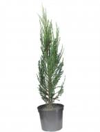 Саджанець MegaPlant Ялівець скельний Blue Arrow С5 Саджанець MegaPlant Ялівець скельний Blue Arrow С5