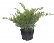 Саджанець MegaPlant Ялівець середній Mint Julep 35-45 см С2 Саджанець MegaPlant Ялівець середній Mint Julep 35-45 см С2