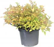 Саджанець MegaPlant Таволга японська Golden Princess С1,5