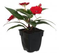 Рослина SunPatiens (Бальзамін) квадратний горщик d9