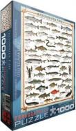 Пазл Eurographics Пресноводные рыбы 6000-0312