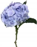 Гортензия Verena Blauw голубой (Нидерланды)