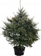 Ель голубая Н=1,4-1,6 м С15