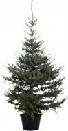 Ель голубая Н=1,8-2 м С50