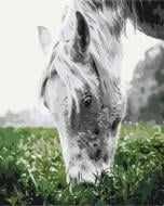 Картина по номерам Серая лошадка BS52443 40x50 см Brushme