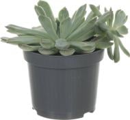 Рослина Эхеверия Echeveria echoc 10,5/12-15