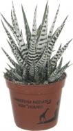 Растение Хавортия Haworthia fasciata alba 8,5/12-15