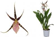 Растение Камбрия орхидея 12х55 Brassia Summer Dream