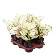 Растение Аглаонема 12х35 White Joy