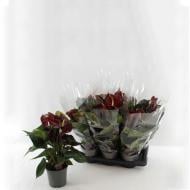 Растение Антуриум 17х50 шоколадный Tranquillo