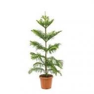 Растение Араукария 30х195