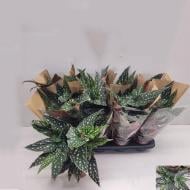 Растение Бегония 12х35 Макулата Spotl Green