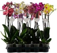 Растение Фаленопсис орхидея 12х45 1-2 ствола микс Levoplant BV