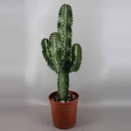 Рослина Еуфорбія 19х90 Ingens Рослина Еуфорбія 19х90 Ingens