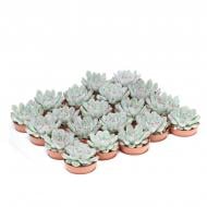 Рослина Ехеверія 06х10 Pulidonis Рослина Ехеверія 06х10 Pulidonis