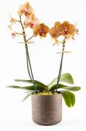Рослина Фаленопсис орхідея 12х60 2 стовбури Special Orange VG Orchids