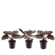 Рослина Калатея 07х15 Ornata Рослина Калатея 07х15 Ornata