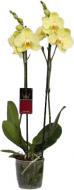 Рослина Фаленопсис орхідея 12х60 2 стволи Yara Kw J.P. Konst & Zn BV