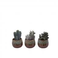 Рослина Кактус 06х10 мікс в керамічному кашпо Рослина Кактус 06х10 мікс в керамічному кашпо