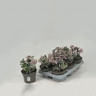 Растение Седум (очиток) 13х15 La vie en Rose