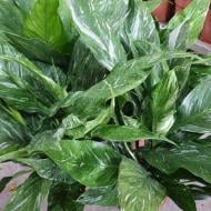 Растение Спатифиллум 14х55 вариегатный нецветущий