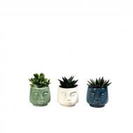 Рослина Сукуленти 06х15 мікс в керамічному кашпо Обличчя Рослина Сукуленти 06х15 мікс в керамічному кашпо Обличчя