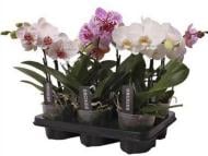 Растение Фаленопсис (орхидея) 12*45 1 ствол Wave микс (Ter Laak Orchids)