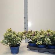 Растение Хебе 14х30 Variegata