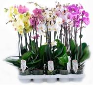 Растение Фаленопсис орхидея мультифлора 9х40 1 ствол Mimesis микс Ter Laak Orchids