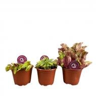 Растение Хищные растения 08х15 микс Растение Хищные растения 08х15 микс