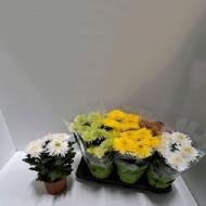 Растение Хризантема 15х30 крупноголовая микс Anastasia