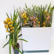 Растение Цимбидиум (орхидея) 14*80 оранжевый