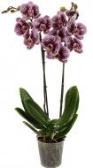 Растение Фаленопсис орхидея 12х65 1 ствол Black Stripes Bernhard