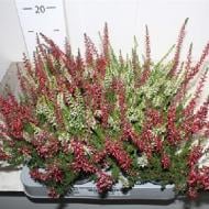 Растение Каллуна 06*10 микс