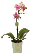 Растение Фаленопсис орхидея 12х40 1 ствол Liodoro ароматный Ter Laak