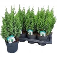 Ялівець 17х55 Stricta Ялівець 17х55 Stricta