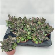 Рослина Сукулент 10х15 Kalanchoe Humilis Zebra Рослина Сукулент 10х15 Kalanchoe Humilis Zebra