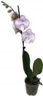 Растение Фаленопсис орхидея 12х65 1 ствол Venetian Carnaval Kizz Bernhard