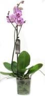 Растение Фаленопсис орхидея 12х65 1 ствол Splash Gordon Bernhard