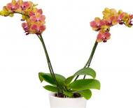 Растение Фаленопсис орхидея мультифлора 9х30 1-2 ствола Little Honey Ter Laak Orchids