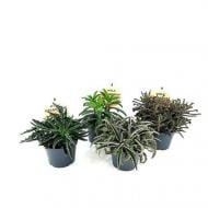 Рослина Сукулент 12х20 Kalanchoe мікс Рослина Сукулент 12х20 Kalanchoe мікс