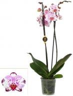 Растение Фаленопсис орхидея 12х75 2 ствола Magic Art Kw J.P. Konst & Zn BV