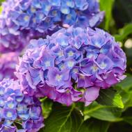 Саджанець Гортензія Chameleon