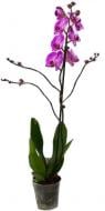 Растение Фаленопсис орхидея 12х60 2 ствола Purple Rain Kw J.P. Konst & Zn BV