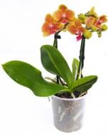 Растение Фаленопсис орхидея мультифлора 9х30 1-2 ствола Rising Sun Ter Laak Orchids