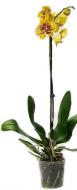 Рослина Фаленопсис орхидея 12х60 1 ствол бюджет желтый микс Bernhard