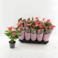 Растение Антуриум 12х40 розовый Romantico